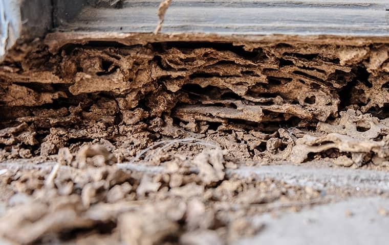 What does termite damage look like discount