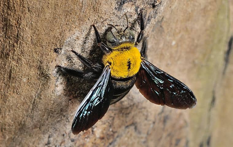 carpenter bee on a tree