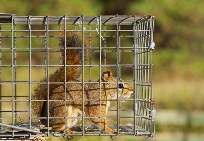 Squirrel in a cage