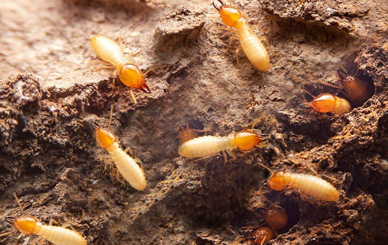 Termites in a dirt pile