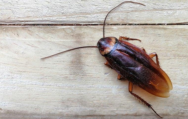 American cockroach on a wooden table
