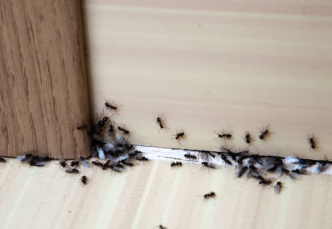Black ants crawling on the wood