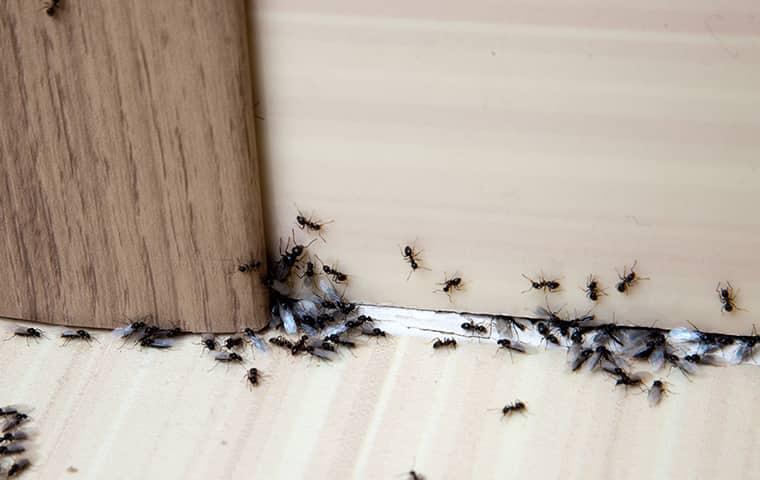 Black ants crawling on the wooden floor