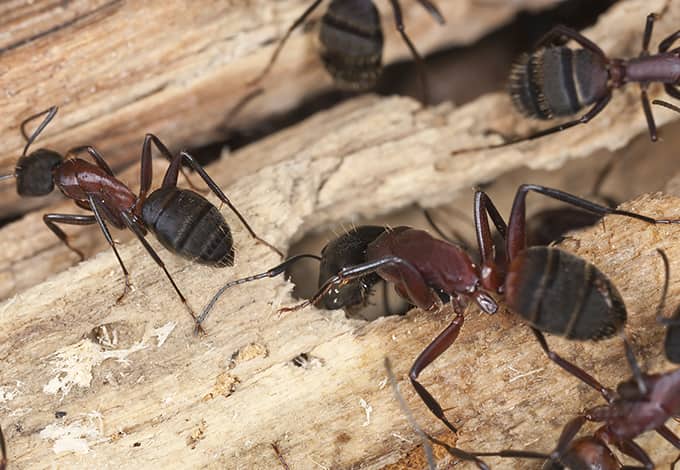 Carpenter ants chewing through the wood