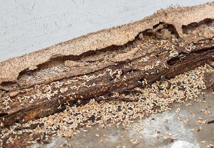 Termite damage on wood