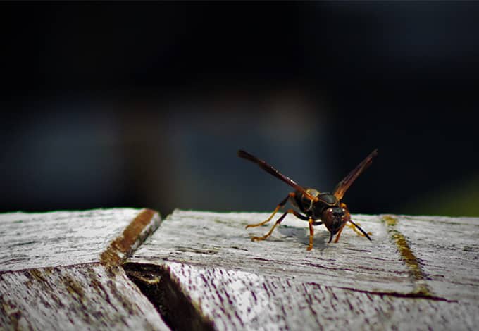 Baldfaced hornet on a wood