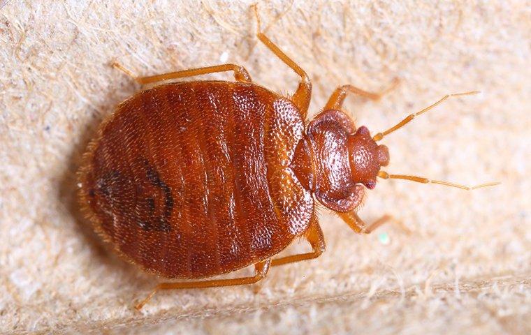 Bed bugs up close