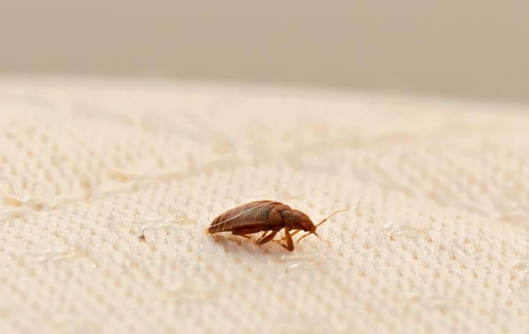 Bed bug on a mattress