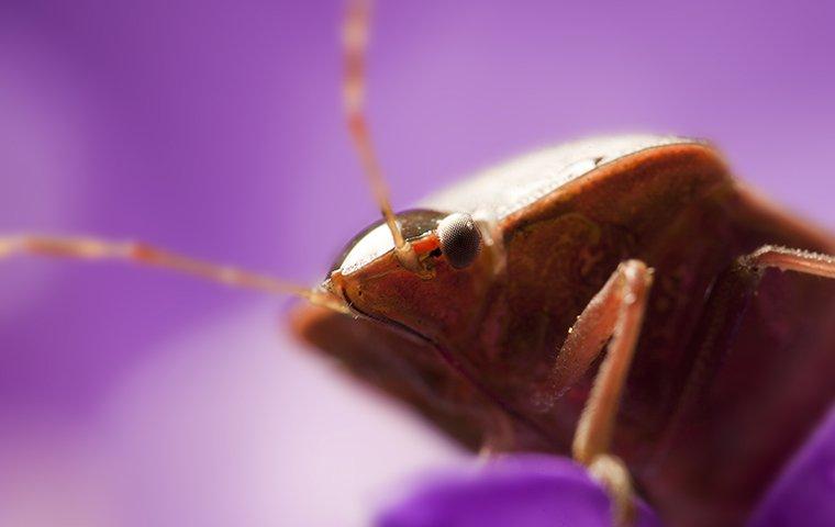 bed bug close up