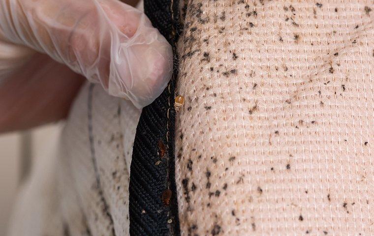 A bed bug found under the mattress