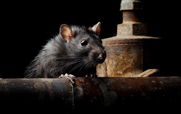Rat in a dimly lit room