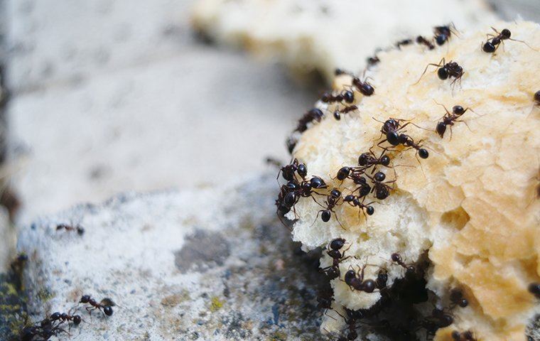 Black ants eating a bread