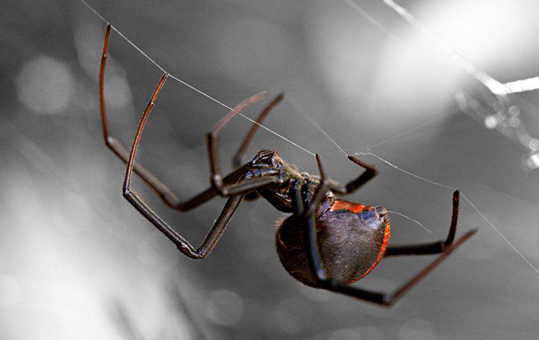 Black widow up close