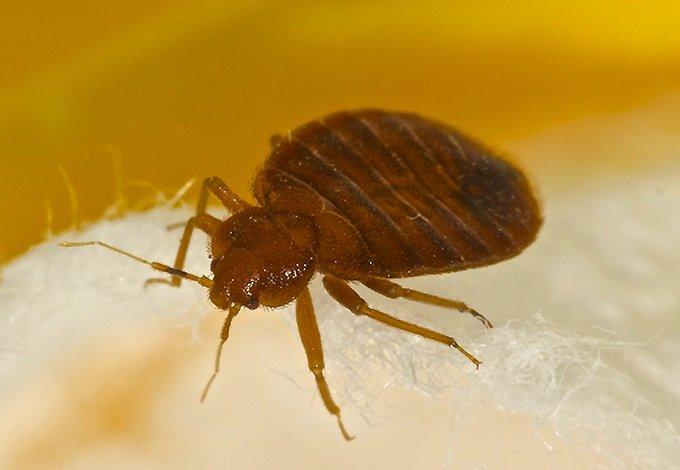 Bed bugs crawling 
