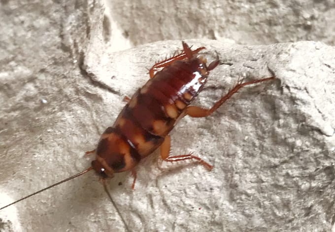 A brown banded cockroach crawling on an egg crate surface