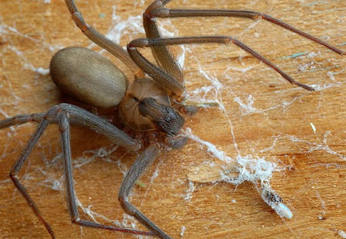 A spider standing on a webbed surface