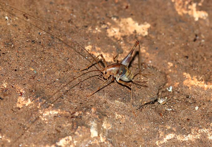 A camel cricket on land