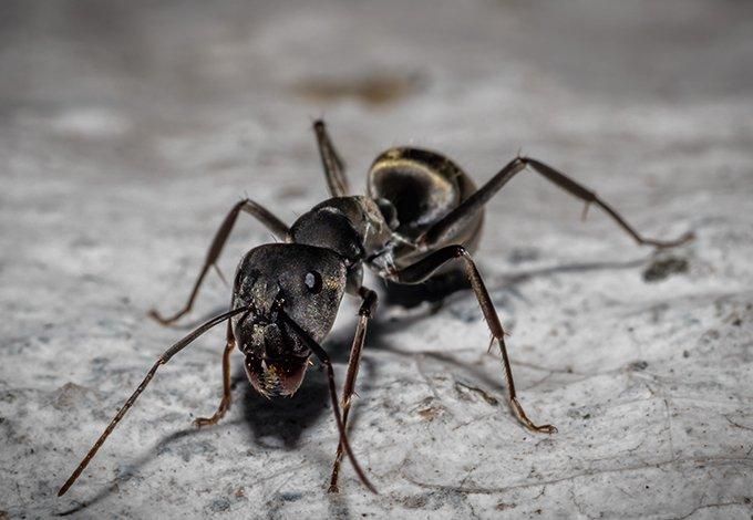 Carpenter Ant