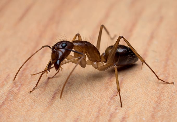 A carpenter ant