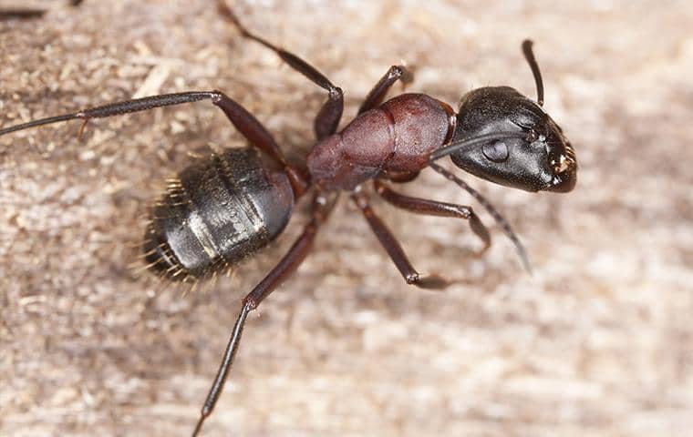 A carpenter ant on the wood