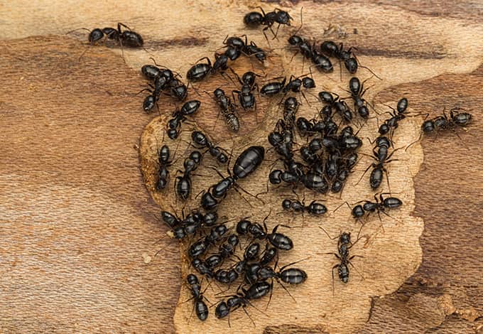 Carpenter ants chewing on the wood