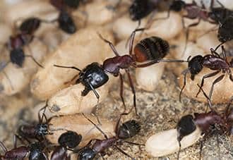 Carpenter Ants