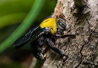 Carpenter Bees