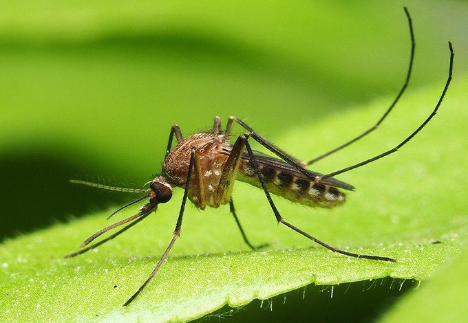 Mosquito up close