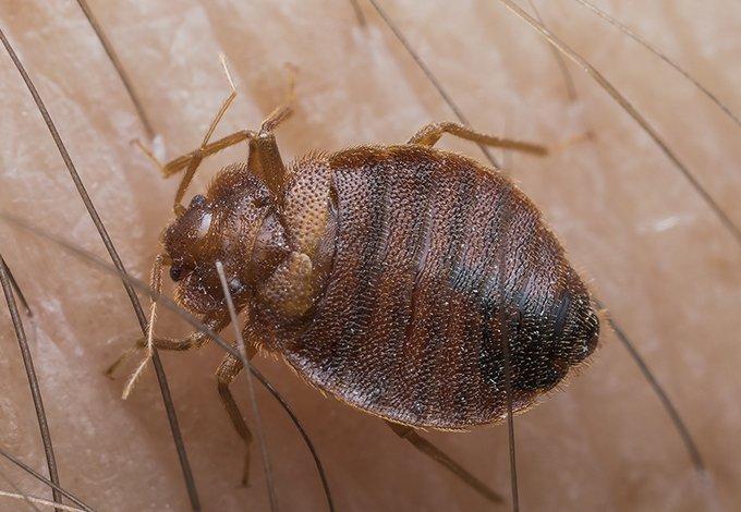 Bed bugs biting on a skin