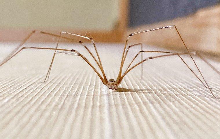 A crawling cellar spider