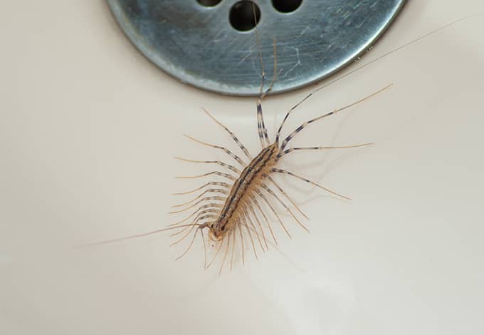 A centipede near the drain
