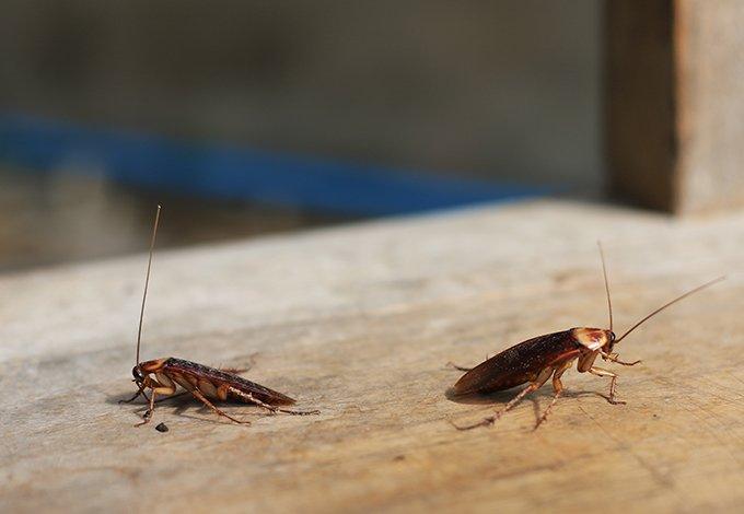 cockroaches crawling on a wood