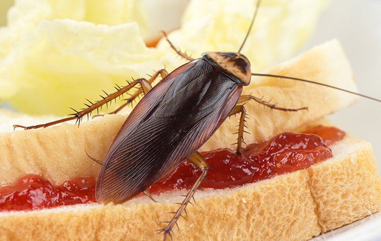 Cockroach on a sandwich