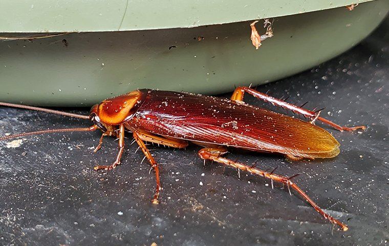 A cockroach near a container