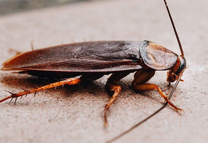 A cockroach on the floor