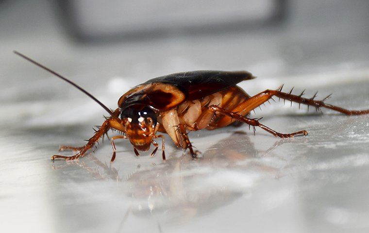 A cockroach on a metal surface