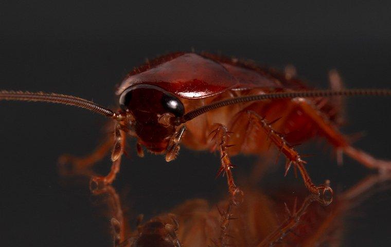 Cockroaches on glass