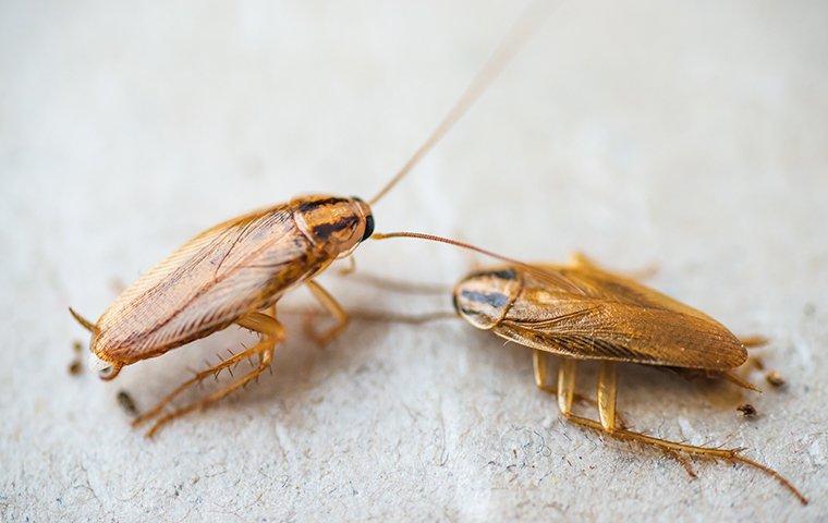 Cockroaches crawling