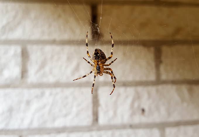 A spider building a web