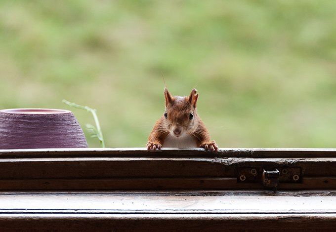 Squirrel pest on the window