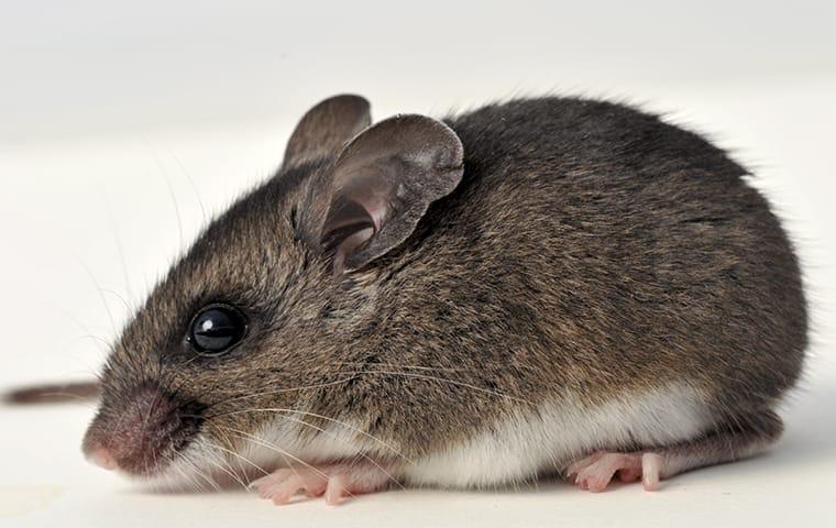 A mouse