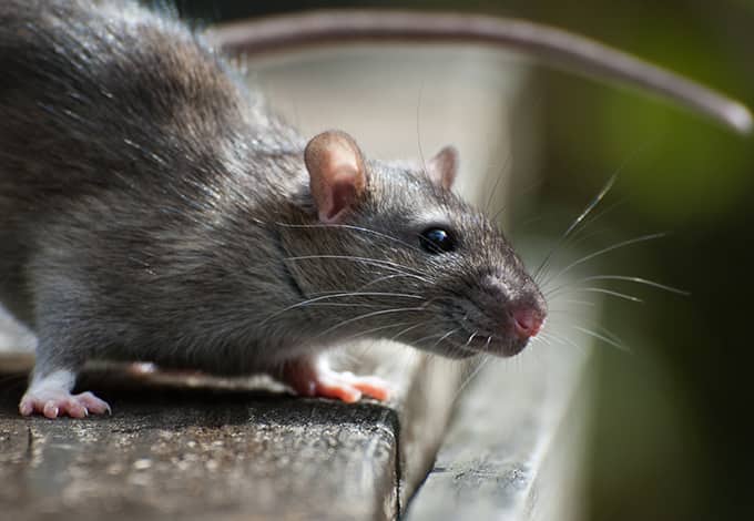 A rat at the countertop