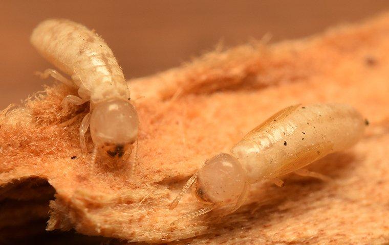 Dry wood termites