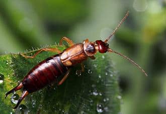Earwigs