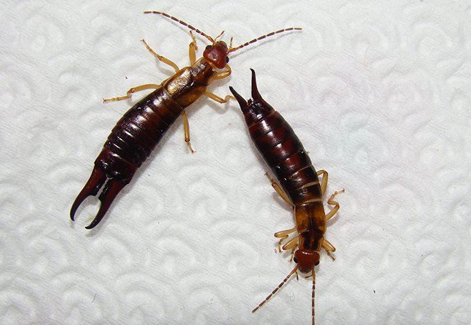 Earwigs on a paper towel