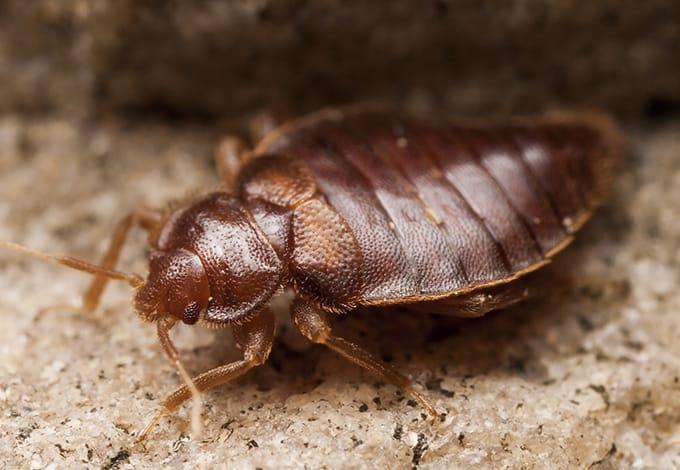 Bed bugs crawling on a rock