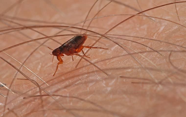 fleas crawling on the hair