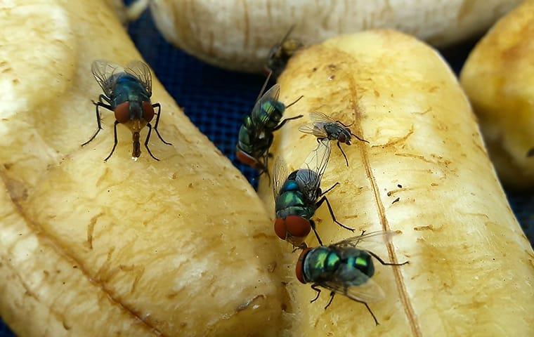 Flies on bananas