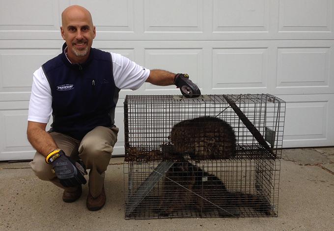 Technician with squirrel in the cage