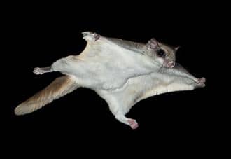 Flying Squirrels